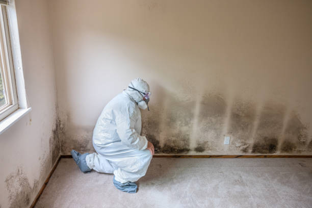 Best Industrial Mold Remediation  in USA